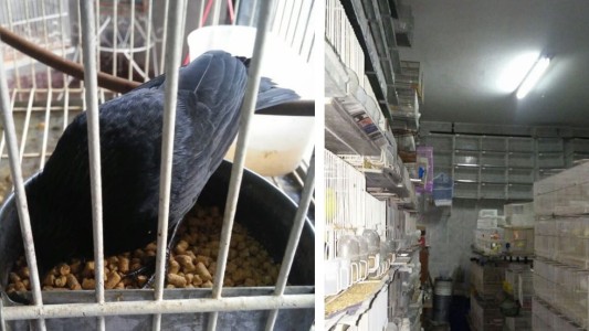 Rescataron más de 400 aves, tres perros y un gato abandonados en Caballito