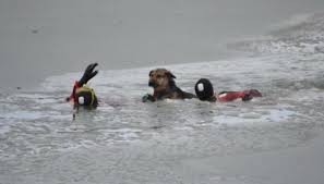 Bomberos de Ushuaia rescataron a dos perros que habían caído a las aguas heladas