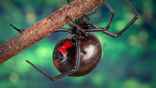 Tres nenes se dejaron picar por una araña "viuda negra" para convertirse en Spiderman