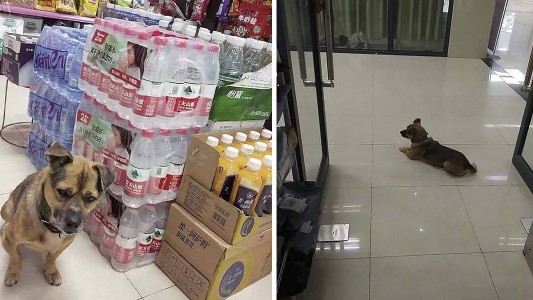 El perrito que hace tres meses espera a su dueño que murió de coronavirus