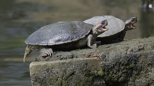 Murió una bebé de 5 meses que le dieron sangre de tortuga como una "vacuna" contra el coronavirus