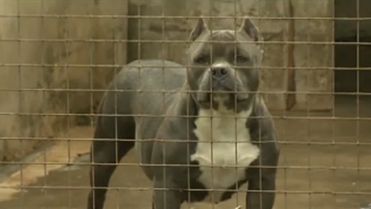 Un pitbull mató a una nena de seis años