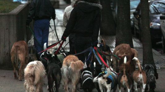 Legisladores porteños piden que se permita trabajar a los paseadores de perros