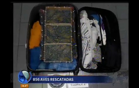 Recuperaron más de 800 aves de distintas especies