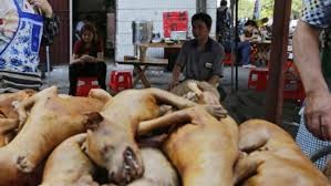 China prohibió la cría de perros para consumo humano