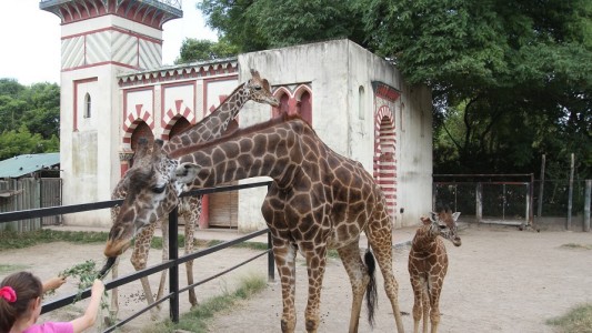 Rodríguez Larreta, preocupado por el traslado de animales de zoo porteño