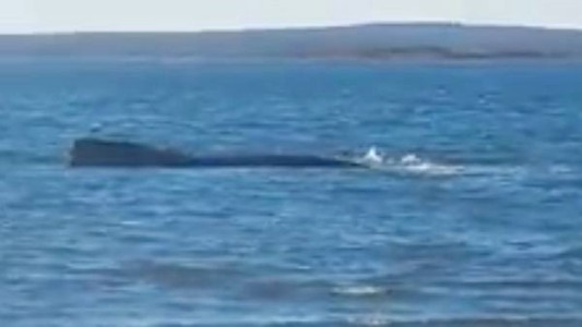 Intentan rescatar a una ballena franca austral que está varada desde el viernes