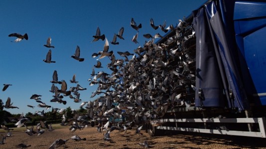 Carreras de palomas: primer deporte que se reanuda en Inglaterra