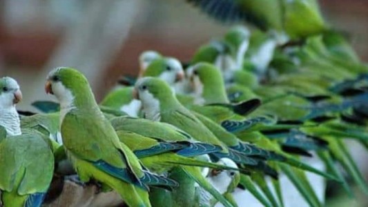 El plan millonario de Madrid para eliminar las cotorras argentinas