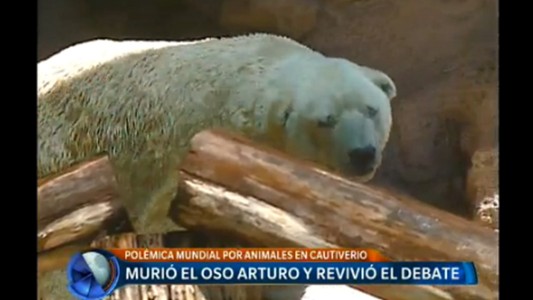 Murió el oso Arturo y revivió el debate