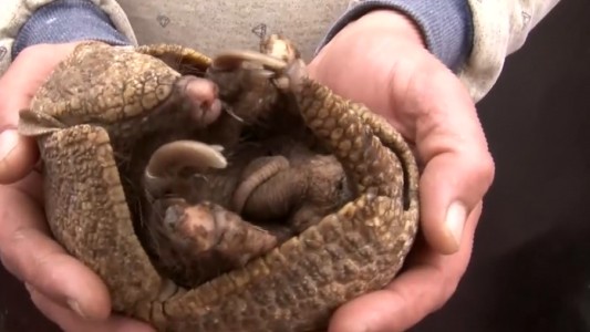 Rosario: vecinos rescatan a una pequeña mulita en pleno barrio La Cerámica