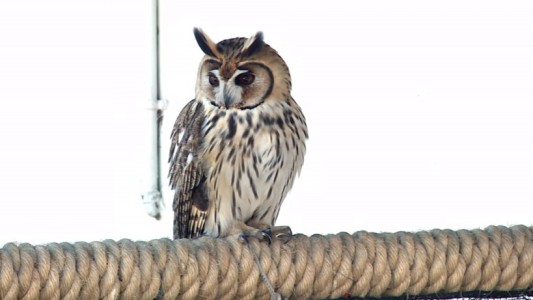 El 16 de julio reabre el zoológico porteño: sólo permitirán 2000 visitas diarias