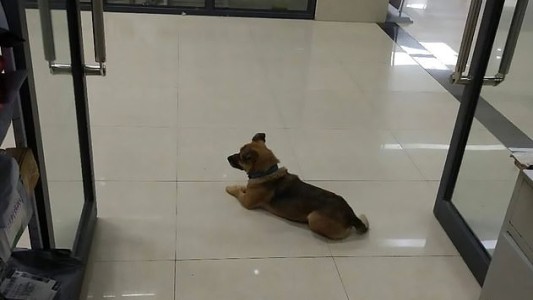 Video: el perrito que espera a su dueño en el puente en el que el hombre se quitó la vida