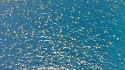 El lado b del coronavirus: unas 60 mil tortugas disfrutan del mar ante la ausencia humana