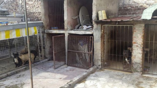 Rescatan a 14 pitbull de un criadero ilegal de perros