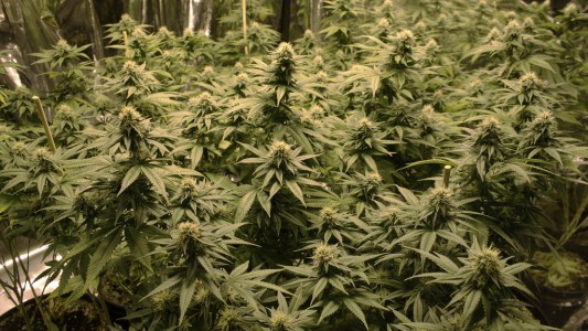 Justicia confirmó condena al descartar que cultivo de 154 plantas de marihuana sea "consumo personal"