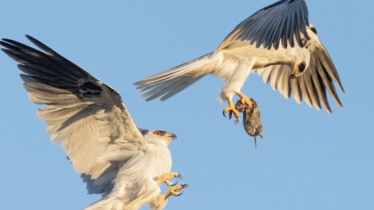 Foto impactante: el momento en que dos halcones intercambian presas en el aire