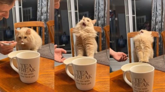 Un gato prueba helado por primera vez y su reacción sorprende en redes sociales