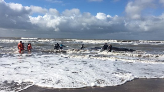 Murió la ballena varada en Mar del Tuyú