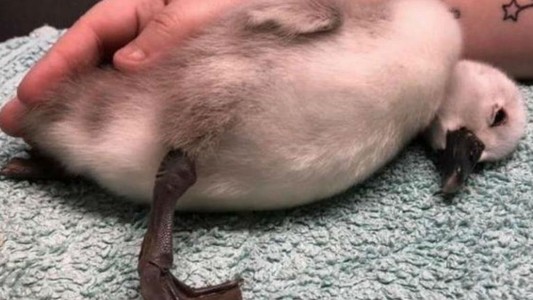 Murió el cisne bebé que había sido pateado por un runner