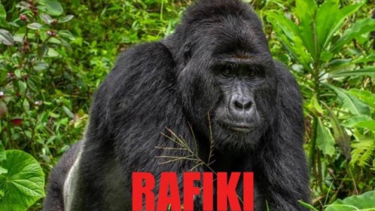 Cazadores mataron a "Rafiki", uno de los últimos gorilas de montaña de Uganda