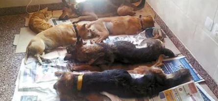 Advierten "peligro sanitario" por castraciones masivas de animales en lugares con casos de Covid-19