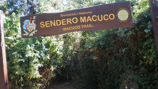 Susto en el Parque Nacional Iguazú: una familia se cruzó con un puma