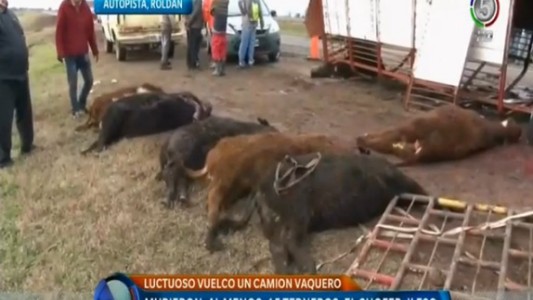 Unas quince vacas murieron al volcar un camión jaula en Roldán, provincia de Santa Fe