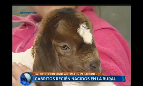 Cabritos recién nacidos en La Rural