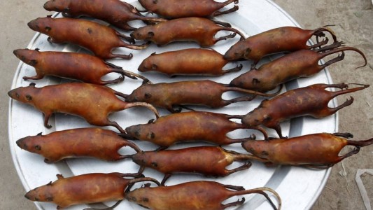 Investigación: ratas con coronavirus, listas para comer