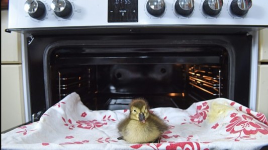 Halló un huevo en el suelo, lo puso en el horno y nació un pato