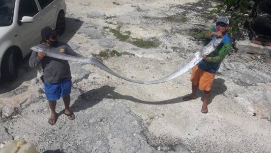 "Pez remo": días antes del terremoto, apareció en México una criatura que presagia catástrofes