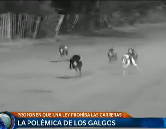 La polémica de los galgos