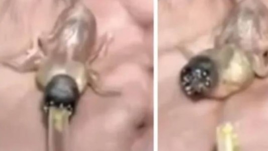 Video: halló un "pequeño monstruo" en un bosque y le dio de comer