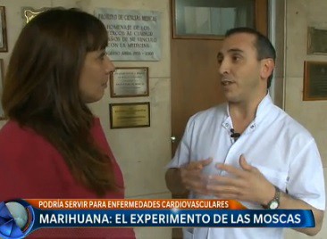 Marihuana: el experimento de las moscas