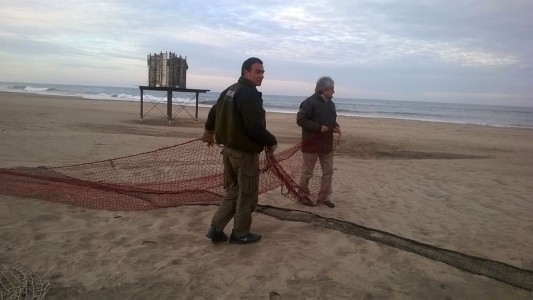 Alerta en Mar del Plata por un puma suelto en Punta Mogotes