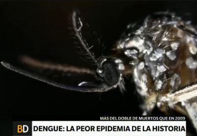 Dengue: la peor epidemia de la historia