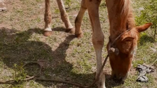 Dos policías salvaron a un caballo desnutrido que tiraba de un carro de cartoneros en Merlo