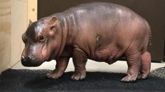 Video: la hipopótamo que aprendió a nadar y se cree delfín
