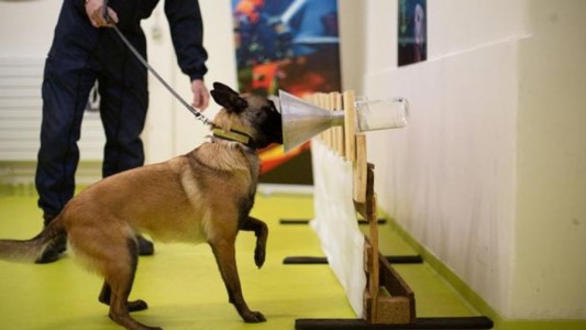 La UBA entrena perros para detectar casos de coronavirus con el olfato