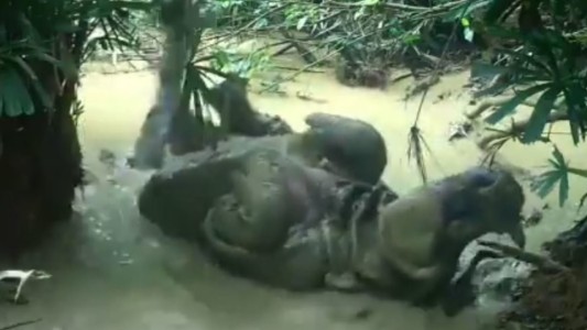 Baño de barro: con cámara oculta, logran grabar a un rinoceronte de Java