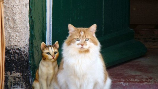 Murió "Rubble", el gato más viejo del mundo: tenía 31 años