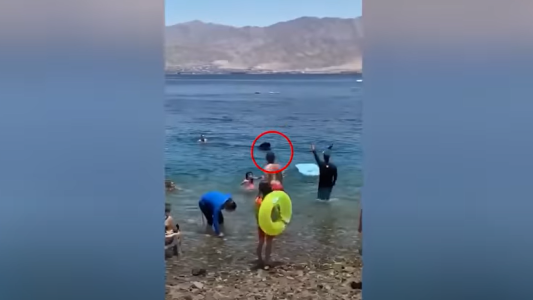 Un tiburón ballena espanta a turistas de una playa de Israel