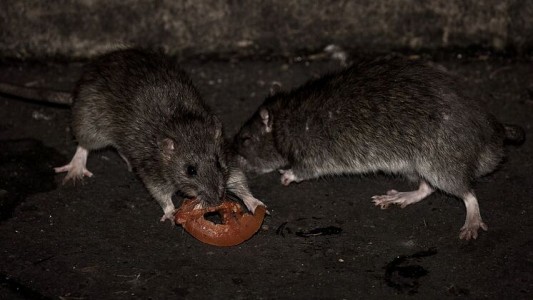 Lado B de la pandemia: ratas practican canibalismo y entran por tuberías a las casas en busca de alimento