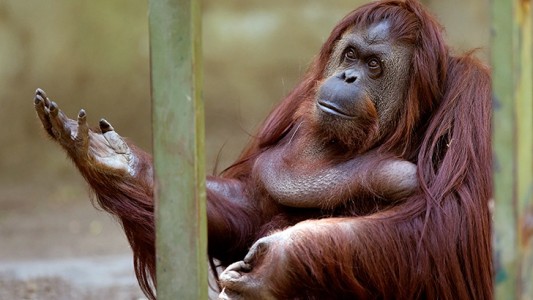 La justicia pide al gobierno porteño que "garantice" el bienestar de la orangutana Sandra