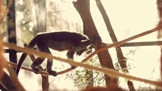 Informe: el tráfico de animales es el tercer negocio ilegal en el mundo