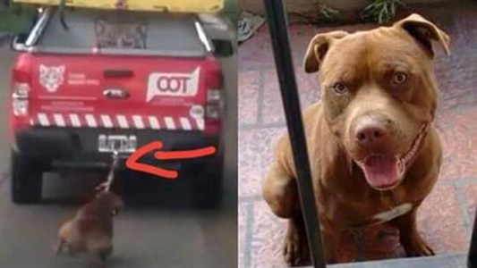 Video: así está el pitbull que fue arrastrado por una camioneta del municipio de Tigre