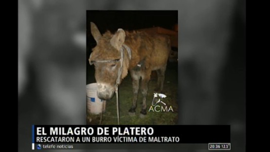 El milagro de Platero