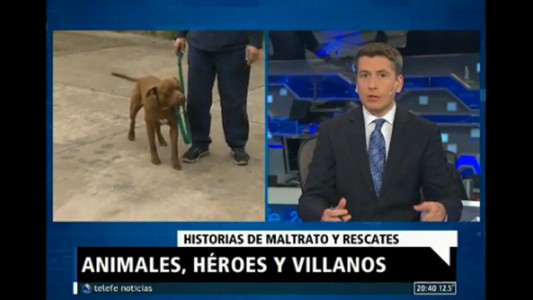 Maltrato animal: ¿qué dice la ley?