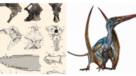 Chubut: hallan el pterosaurio más antiguo del país que voló hace 170 millones de años